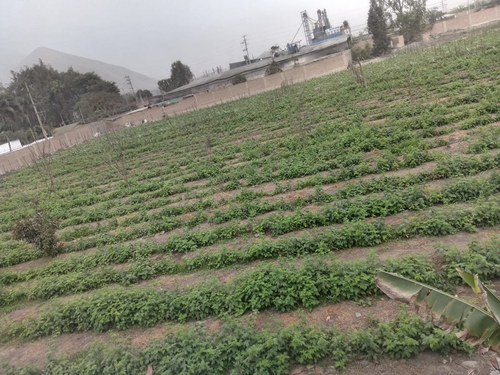 Vista general del Fundo Agroecológico en Pachacámac con sus cultivos y los cerros al fondo